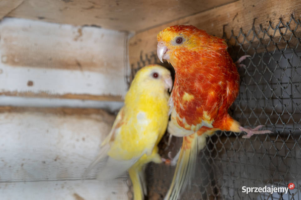 Świergoty para 20202022 podkarpackie