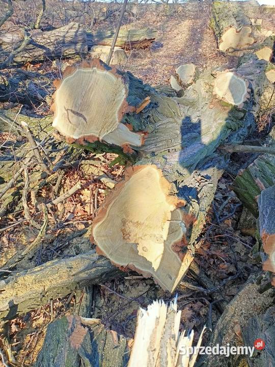 Drewno akacja Głubczyce