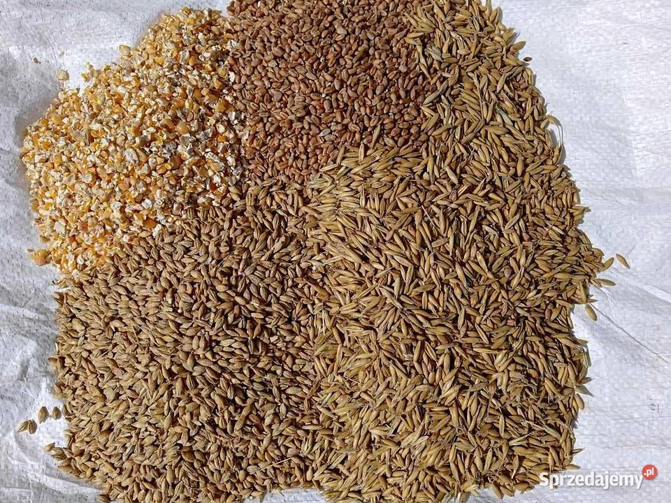 Mieszanka ziaren pasza drobiu 25 warmińsko-mazurskie Kętrzyn