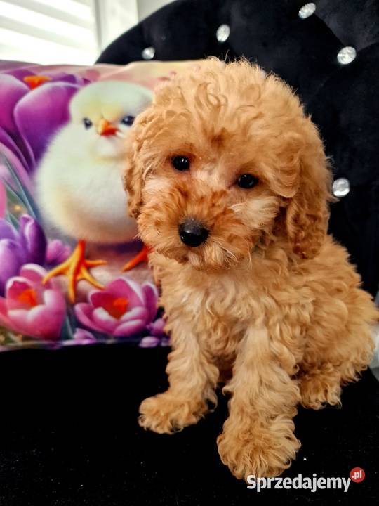 Malutki pudelek toy szuka domu kocha dzieci Jasło sprzedam