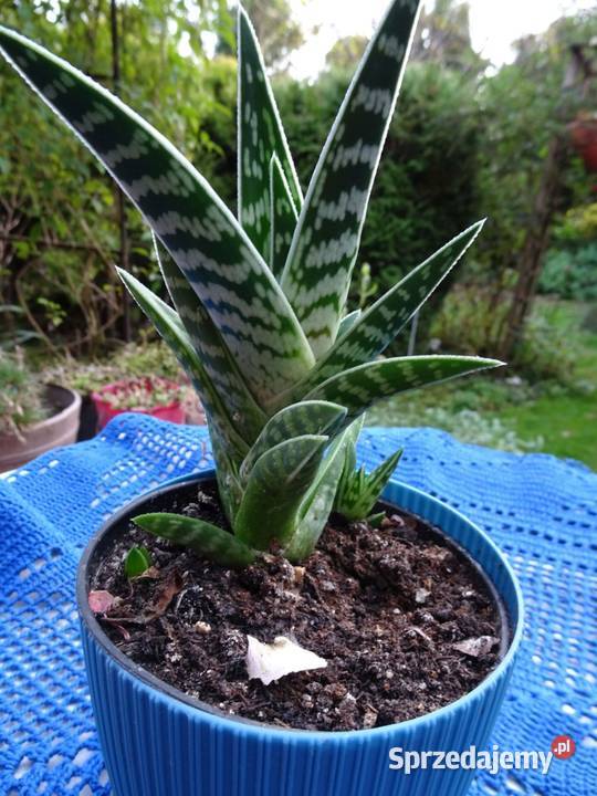 Kaktus Aloes Pstry Tygrysi Aloe Variagata Kaktusy i sukulenty Nowy Sącz