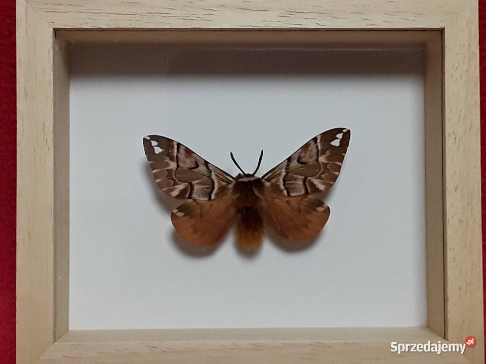 Motyl w ramce 12 x 10 Endromis versicolora Szczecin sprzedam