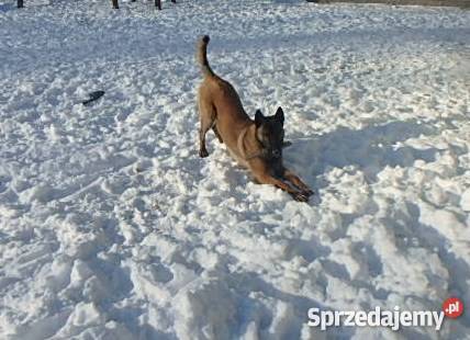 Owczarek Belgijski Malinois Lubliniec