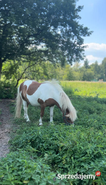 Sprzedam wałacha w typie szetlandzkim małopolskie Kęty