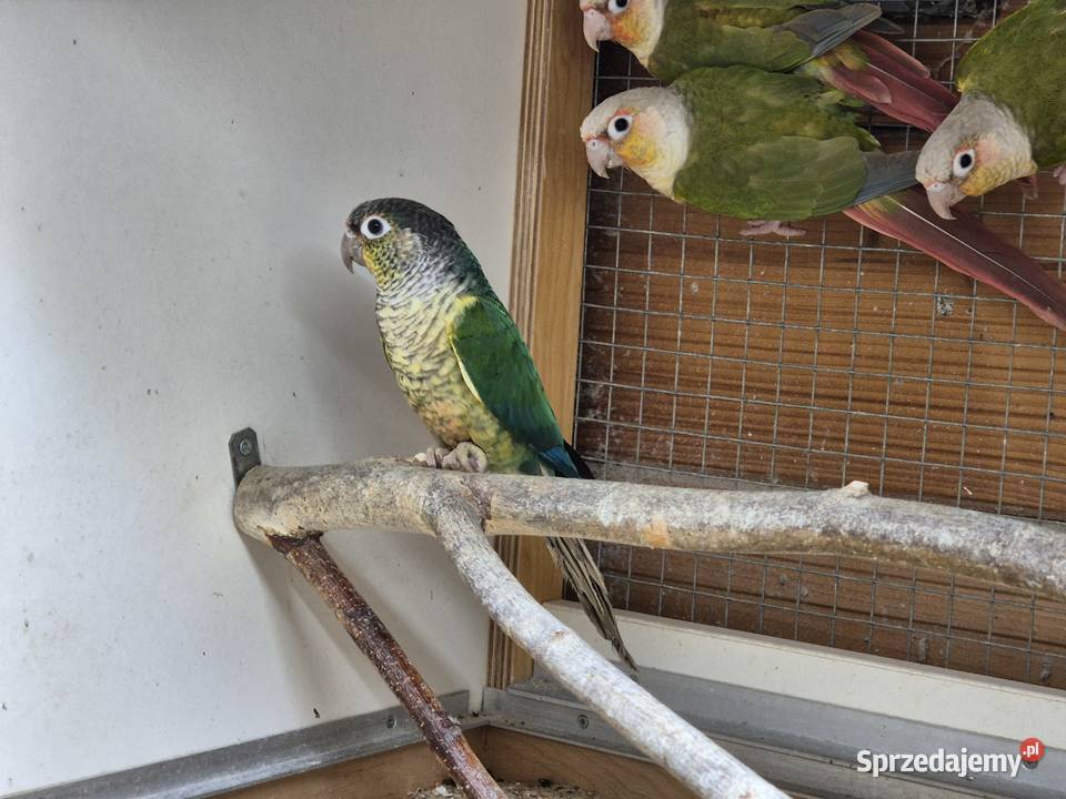 Rudosterka zielonolica Rudosterki zielonolice Buków