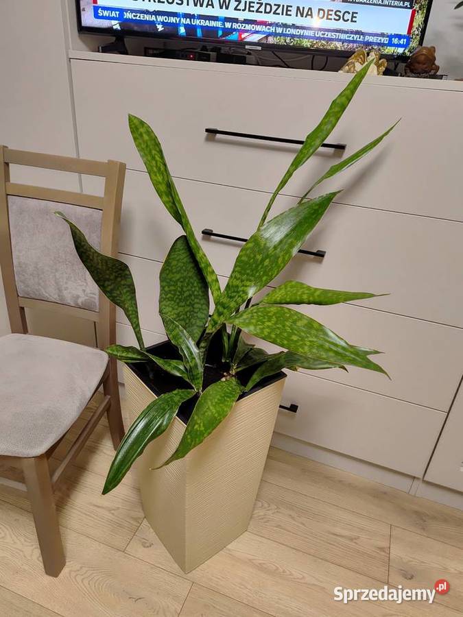 Sanseveria Wacławice