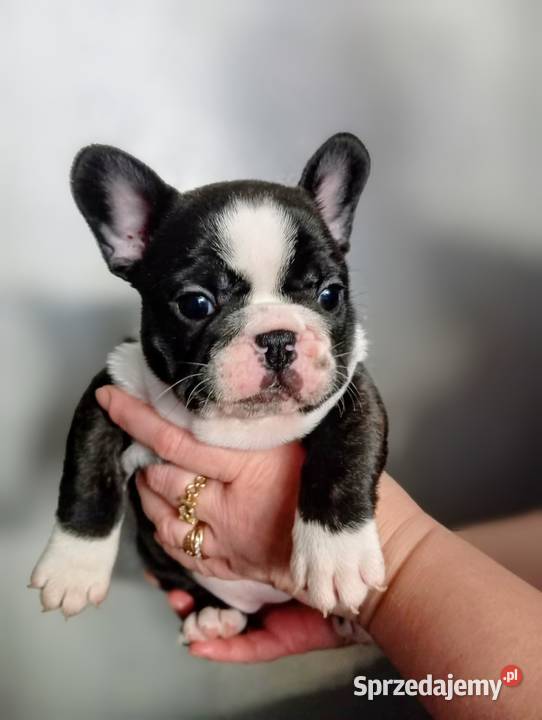 Buldog francuski buldożek francuski sprzedam