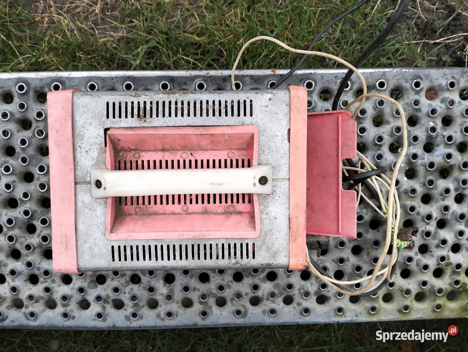 Prostownik Ruski Żurawnica