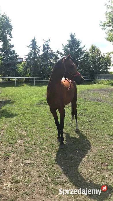 Sprzedam konia arabskiego mazowieckie Ołtarzew