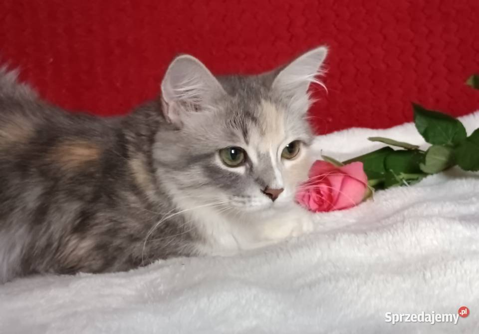 Koty Syberyjskie MAGIA ZKolakowegoDomu wielkopolskie Kwilcz