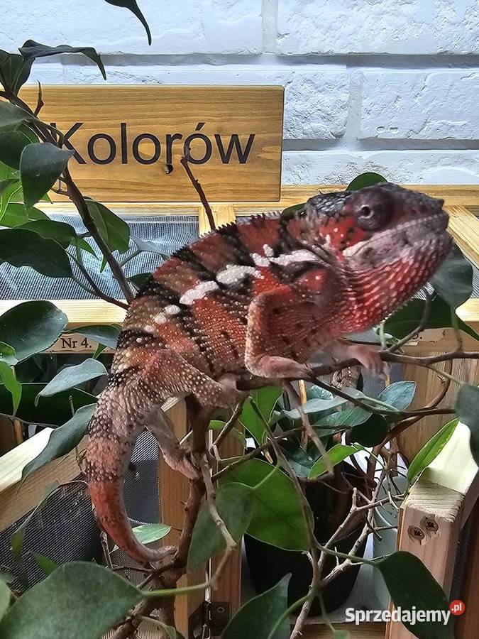 Samiec kameleon lamparci Ambilobe Gady i płazy