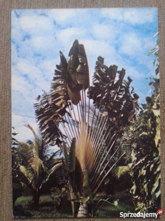 PALMY NA MAŁYCH ANTYLACH W GWADELUPIE Piszczac