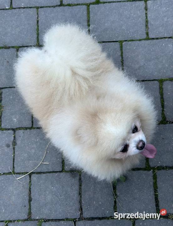 Szpic miniaturowy Pomeranian samiec ADOPCJA Kutno