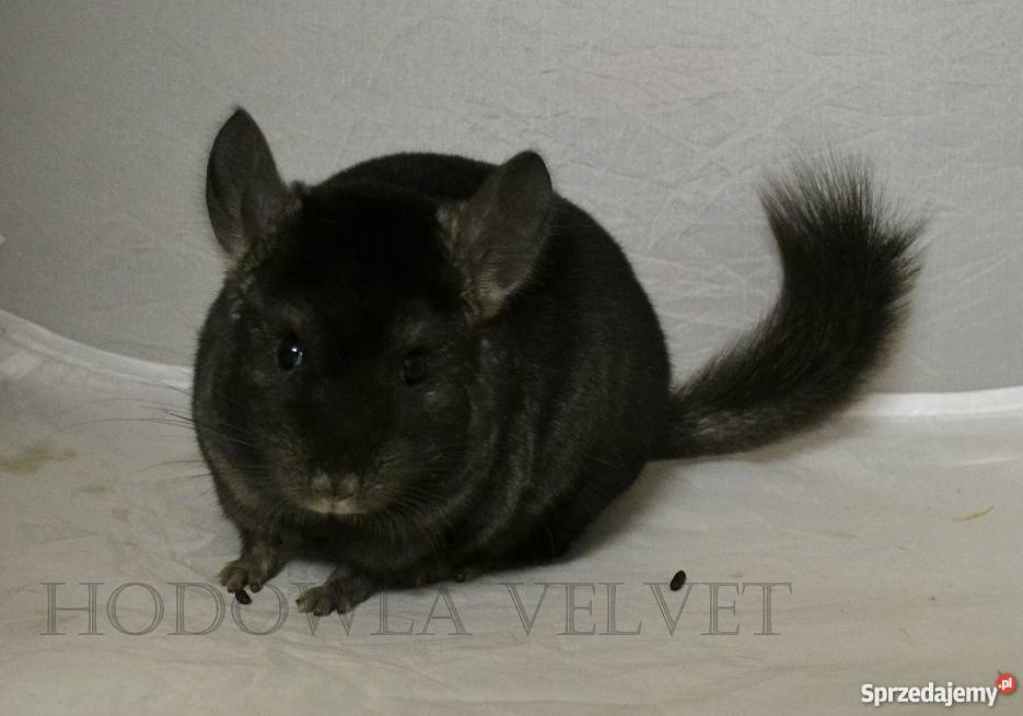 Szynszyla szynszyl szynszyle samiec MEDIUM EBONY wielkopolskie Perzyce