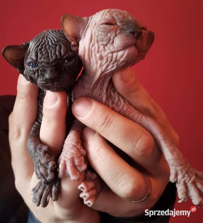 Kocurki czarne dziewczynki szylkret Wwa Katowice mazowieckie