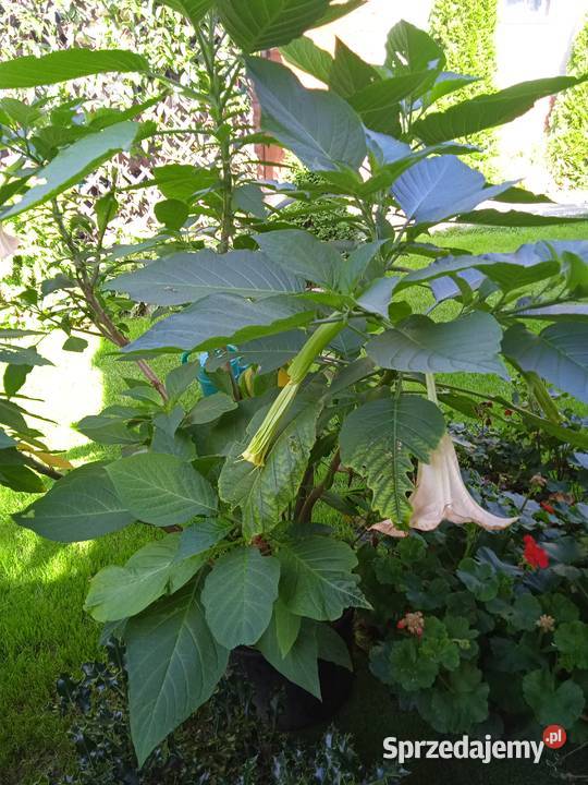 Do sprzedania Trzmielina Pozostałe Dębica