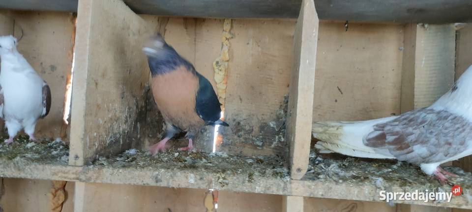 Sprzedam gołębie orliki i mewki Tokarówka