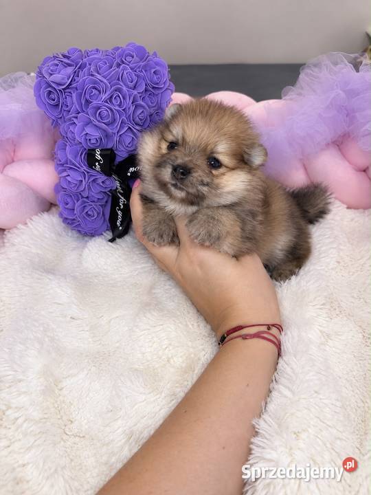 Sunia szpic miniaturowy pomeranian Orange Merle Bełchatów