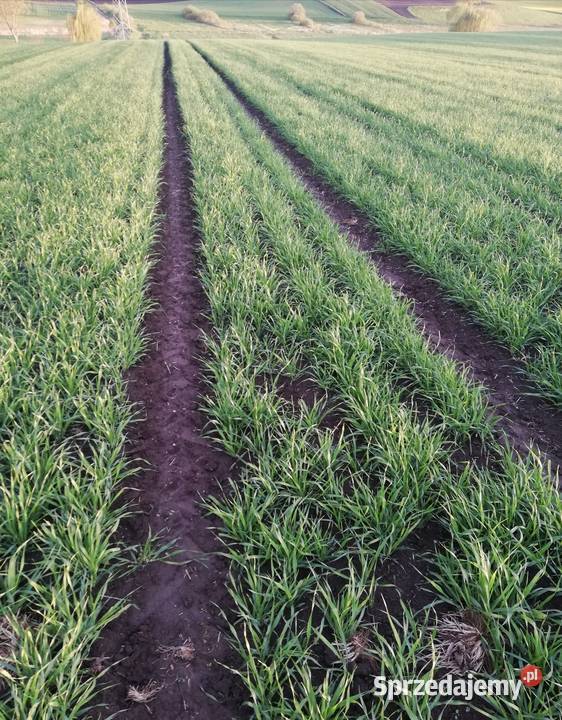 Sprzedam siewnik poznaniak Werbkowice