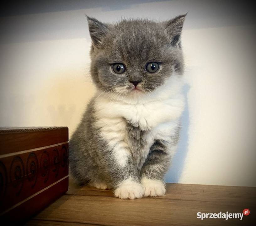 Kotkotek brytyjska niebieską