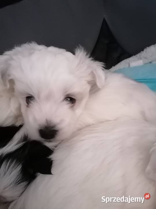 Przepiękne maltańczyki z rodowodem Mysłowice