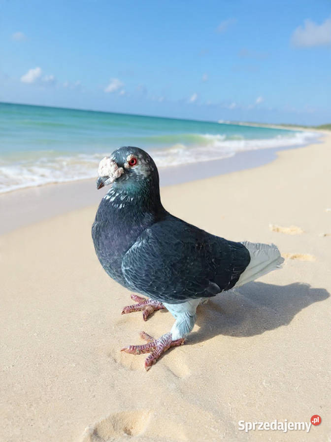 Gołębie Staropolskie i pocztowe Nowy Sącz