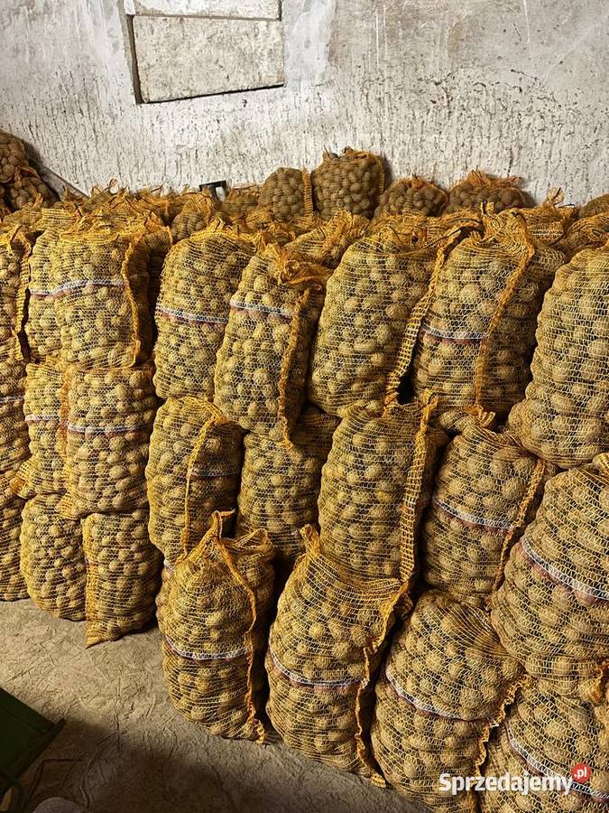 ziemniaki soraya wielkość sadzeniaka 3545 małopolskie Skała