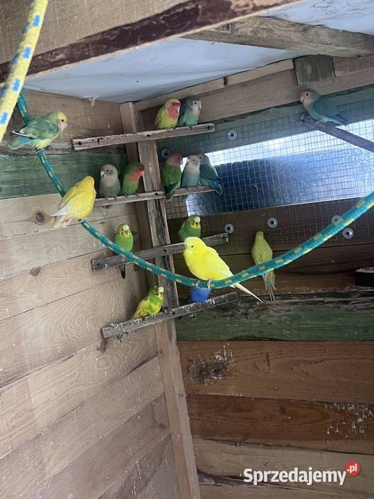 Sprzedam różne papugi Stobno Siódme