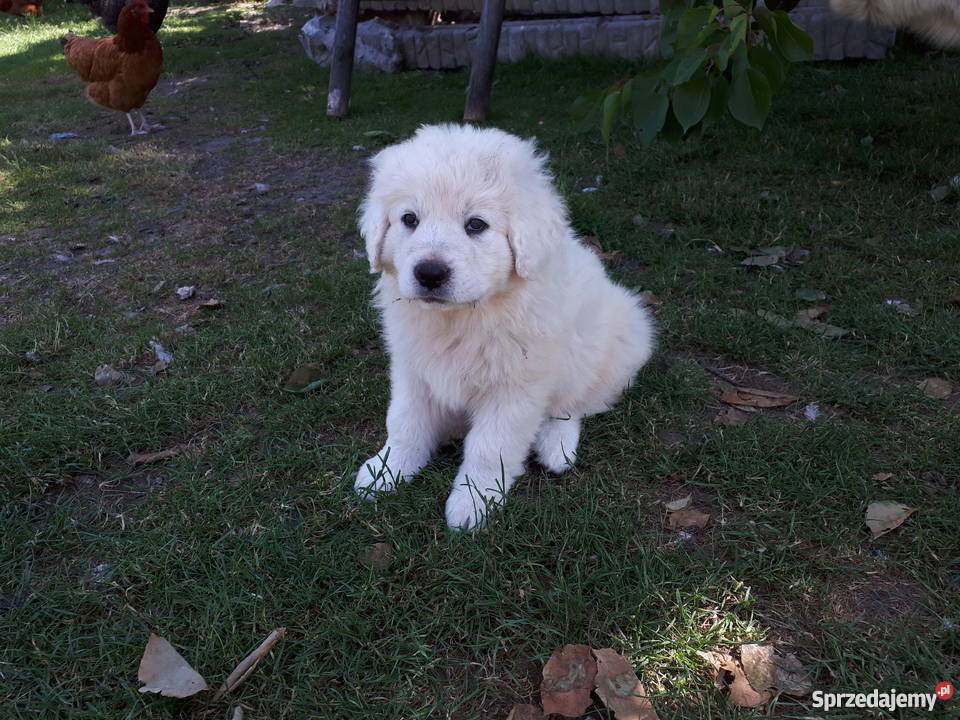 Szczeniaki owczarek podhalański Radom