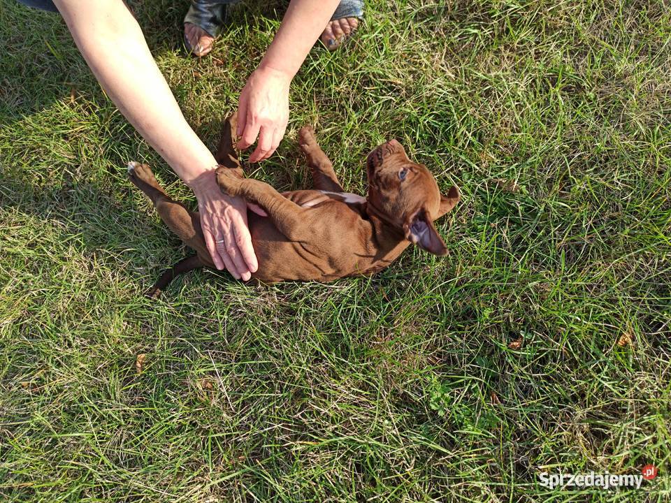 Pitbull Red Nose Stalowa Wola