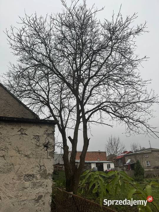 DRZEWO ORZEZCH WŁOSKI