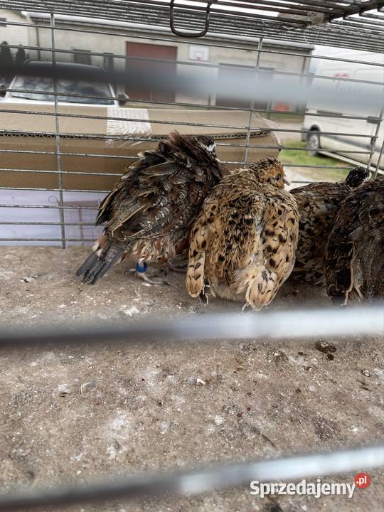 Przepióry kalifornijskie łódzkie Regnów