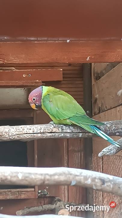 Aleksandreta śliwogłowa dorosły samiec dolnośląskie Pisarzowice