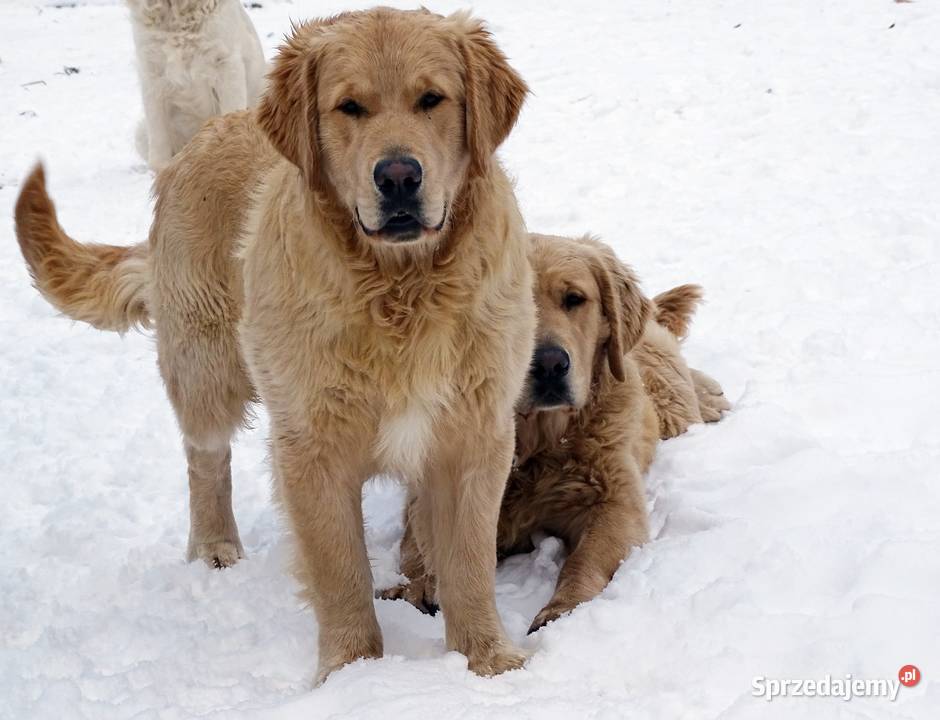 Golden retriever 8 miesięczne Przysucha