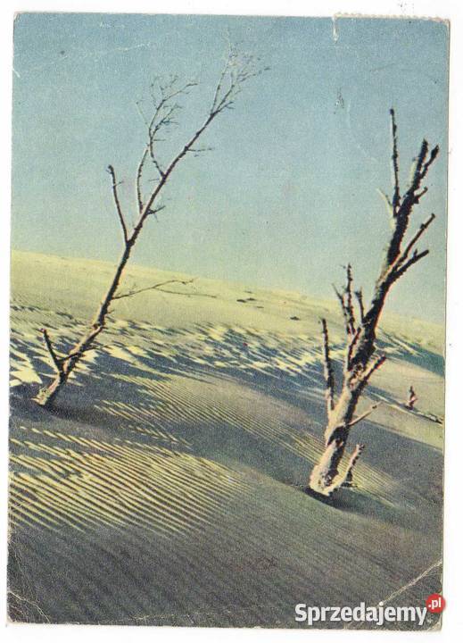 ŁEBA WYDMY NADMORSKIE Krynki