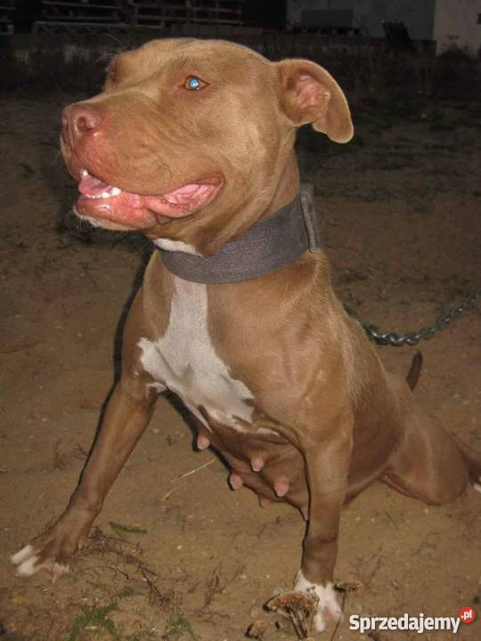 Pit bull Gniezno