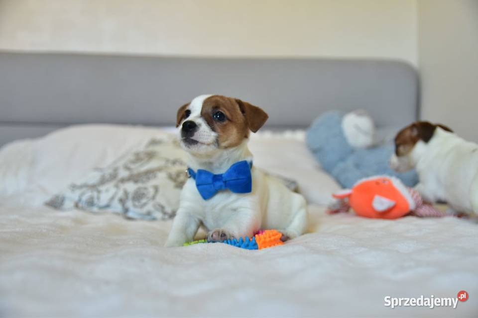 Jack Russell terrier fci sunia gotowa Targanice
