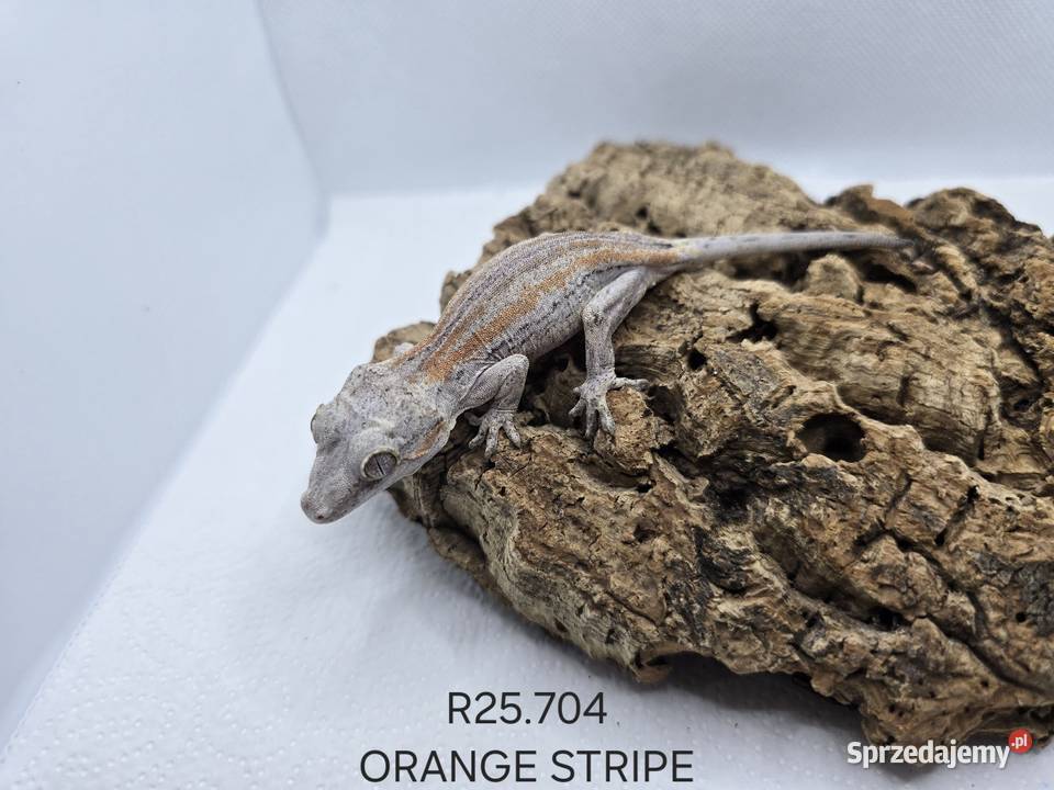 Gekony gargulcowe Zawiercie