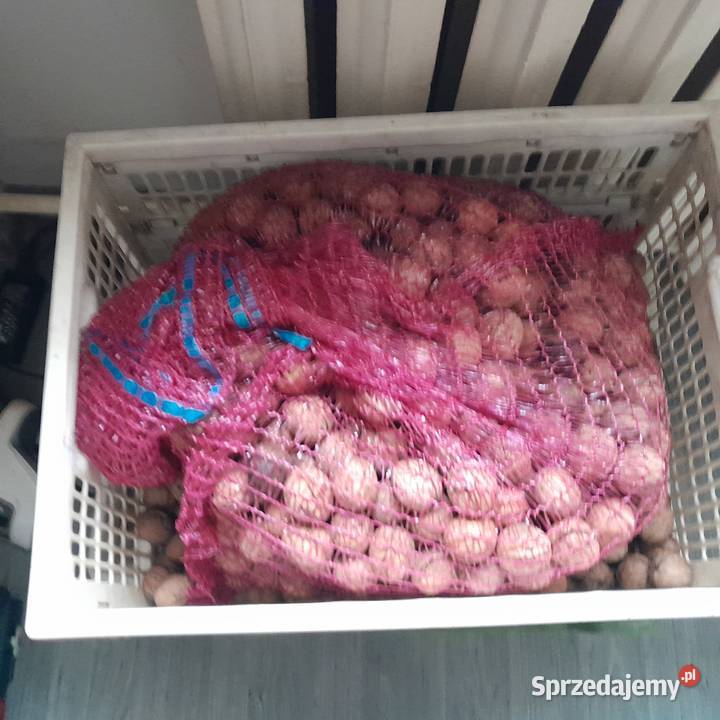 sprzedam orzechy włoskie Gliwice sprzedam