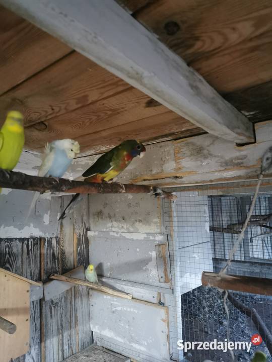 Ptaszki że zdięcia zmienią woliere Ptaki wielkopolskie sprzedam