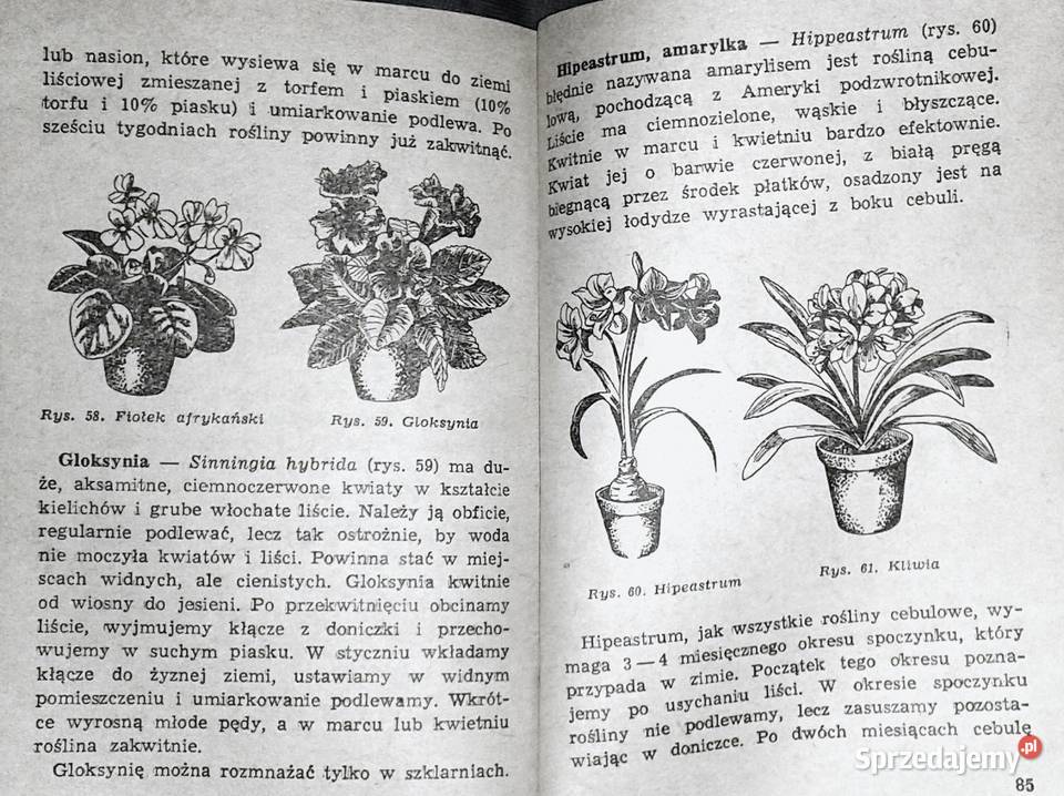 Kaktusy i inne Aleksandra KonarskaSzubska Chełm sprzedam