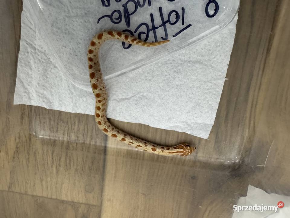 Wąż zbożowy i hybrydy heterodon młode ładne Bydgoszcz sprzedam
