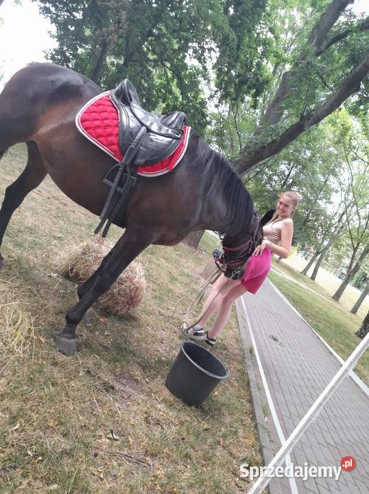 Piękna klacz Isia Konie Bogatynia