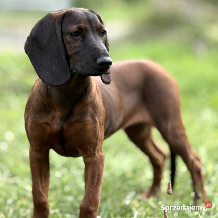 Posokowiec bawarski szczeniak