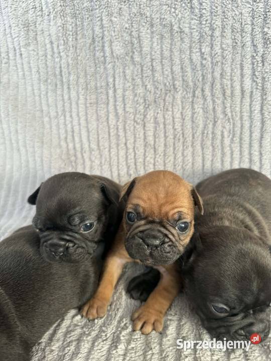 Buldog francuski opolskie Brzeg sprzedam