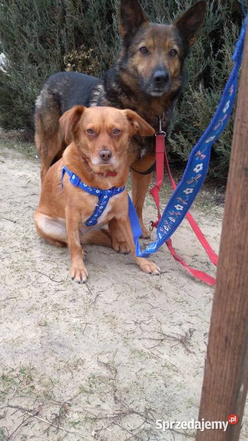 Domowa opieka zwierzętami ferie i weekendy