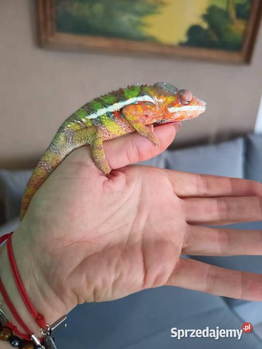 Kameleon Lamparci samce i samice Jawor