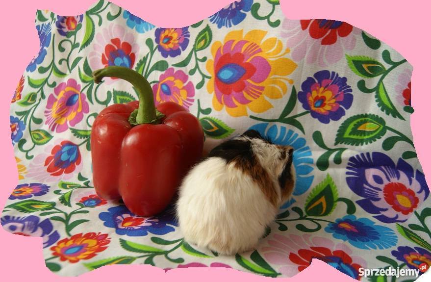 Świnka morska RASOWA długowłosa Sheltie 100 3 sprzedam