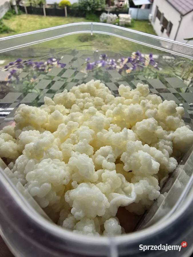 Grzybek tybetański 140g Lubliniec