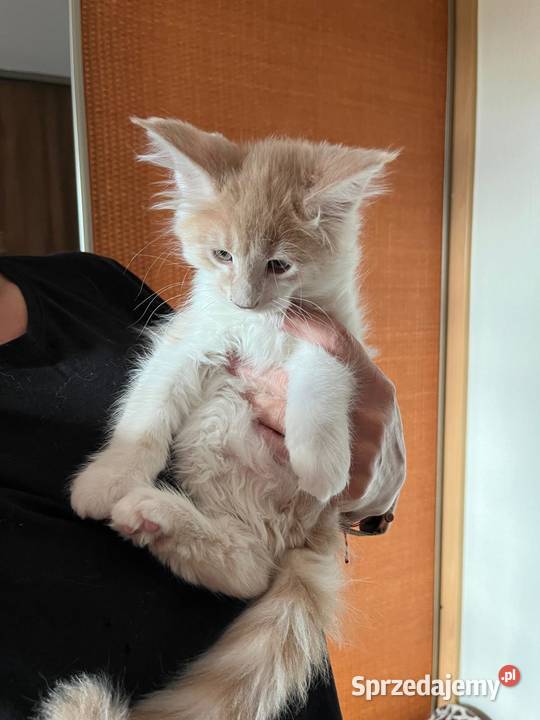 Maine Coon kocięta Kalisz